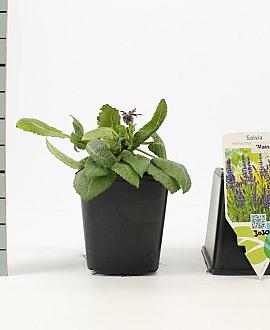 Salvia nem. 'Mainacht' Pot 9 cm