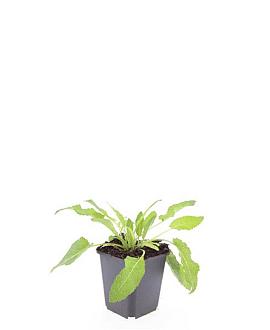 Salvia nem. 'Mainacht' Pot 9 cm