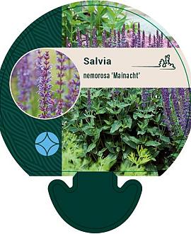 Salvia nem. 'Mainacht' Pot 9 cm