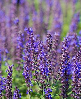 Salvia nem. 'Mainacht' Pot 9 cm