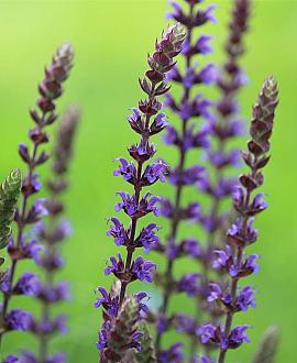 Salvia nem. 'Ostfriesland' Pot 9 cm