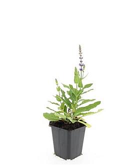 Salvia nem. 'Ostfriesland' Pot 9 cm