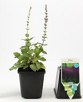 Salvia nem. 'Ostfriesland' Pot 9 cm