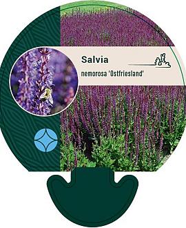 Salvia nem. 'Ostfriesland' Pot 9 cm