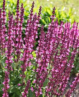 Salvia nem. 'Rose Queen' Pot 9 cm