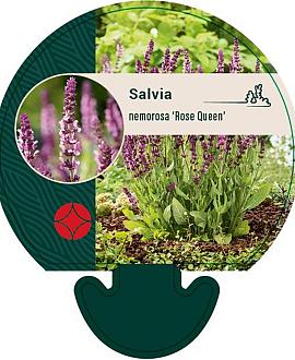 Salvia nem. 'Rose Queen' Pot 9 cm