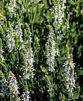 Salvia nem. 'Schneehügel' Pot 9 cm