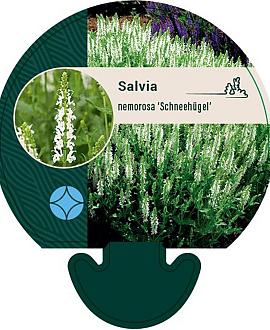 Salvia nem. 'Schneehügel' Pot 9 cm