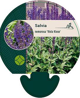 Salvia nem. 'Viola Klose' Pot 9 cm