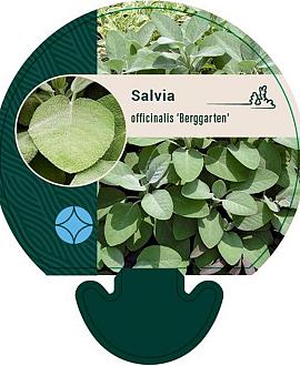 Salvia off. 'Berggarten' Pot 9 cm