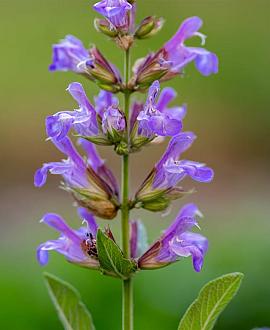 Salvia off. 'Berggarten' Pot 9 cm