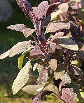 Salvia off. 'Purpurascens' Pot 9 cm