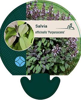 Salvia off. 'Purpurascens' Pot 9 cm