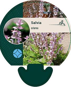 Salvia sclarea Pot 9 cm