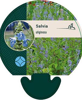 Salvia uliginosa Pot 9 cm