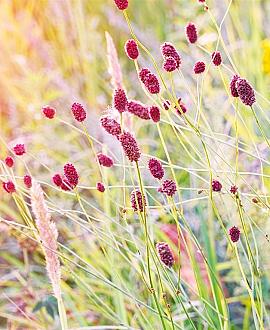Sanguisorba o. 'Pink Tanna' Pot 9 cm
