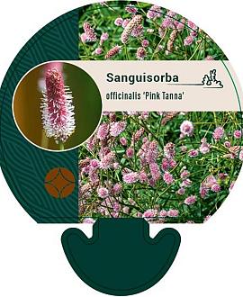 Sanguisorba o. 'Pink Tanna' Pot 9 cm