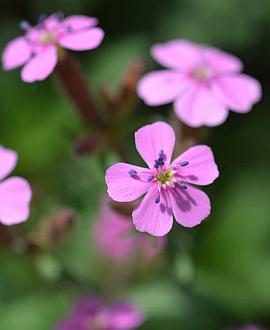 Saponaria ocymoides Pot 9 cm