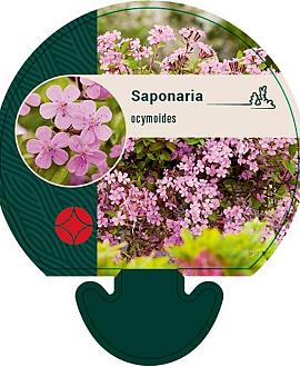 Saponaria ocymoides Pot 9 cm