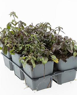 Saponaria ocymoides Pot 9 cm