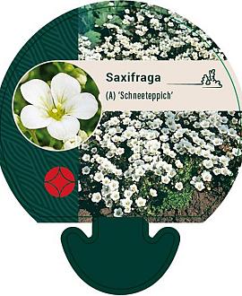 Saxifraga (A) 'Schneeteppich' Pot 9 cm