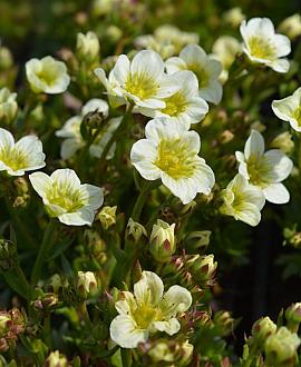 Saxifraga (A) 'Schneeteppich' Pot 9 cm