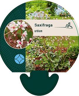 Saxifraga urbium Pot 9 cm