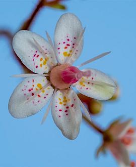 Saxifraga urbium Pot 9 cm