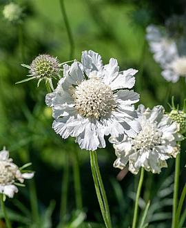 Scabiosa cauc. 'Alba' Pot 9 cm