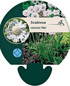 Scabiosa cauc. 'Alba' Pot 9 cm