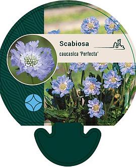 Scabiosa cauc. 'Perfecta' Pot 9 cm