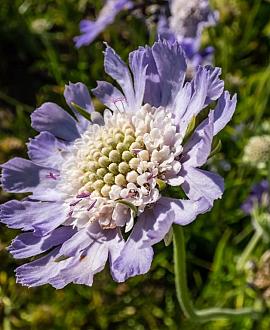 Scabiosa cauc. 'Perfecta' Pot 9 cm