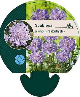 Scabiosa col. 'Butterfly Blue' Pot 9 cm