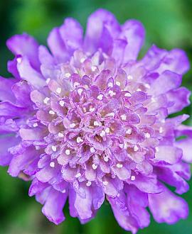 Scabiosa col. 'Butterfly Blue' Pot 9 cm