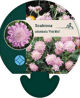Scabiosa col. 'Pink Mist' Pot 9 cm