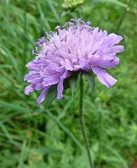 Scabiosa col. 'Pink Mist' Pot 9 cm