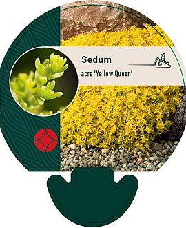 Sedum acre 'Yellow Queen' Pot 9 cm