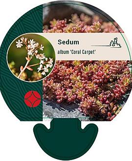 Sedum album 'Coral Carpet' Pot 9 cm