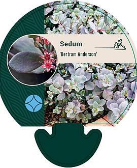 Sedum 'Bertram Anderson' Pot 9 cm