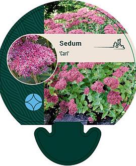 Sedum 'Carl' Pot 9 cm