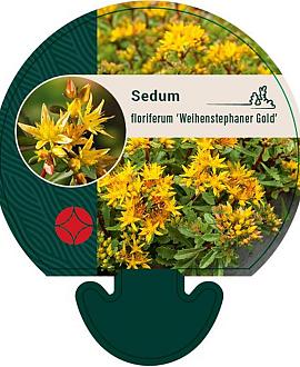 Sedum flor. 'Weihenstephaner Gold' Pot 9 cm