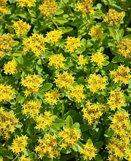 Sedum flor. 'Weihenstephaner Gold' Pot 9 cm