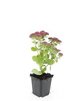 Sedum 'Herbstfreude' Pot 9 cm