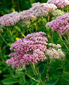 Sedum 'Herbstfreude' Pot 9 cm