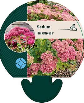 Sedum 'Herbstfreude' Pot 9 cm