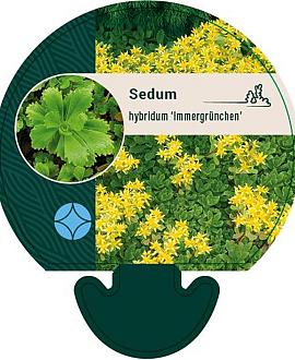 Sedum hybridum 'Immergrünchen' Pot 9 cm