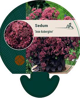 Sedum 'José Aubergine' Pot 9 cm