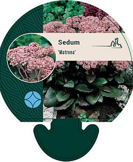 Sedum 'Matrona' Pot 9 cm