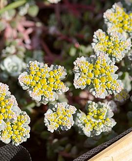 Sedum spathulifolium 'Cape Blanco' Pot 9 cm