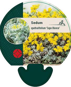 Sedum spathulifolium 'Cape Blanco' Pot 9 cm